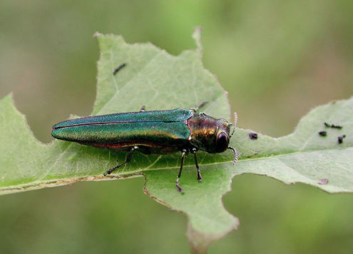 Emerald Ash Borer on ash bark/leaf