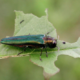 Emerald Ash Borer on ash bark/leaf